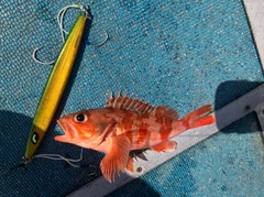 ユメカサゴの釣果