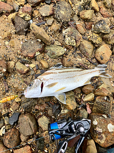 コトヒキの釣果