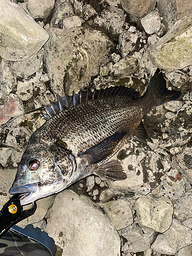 クロダイの釣果