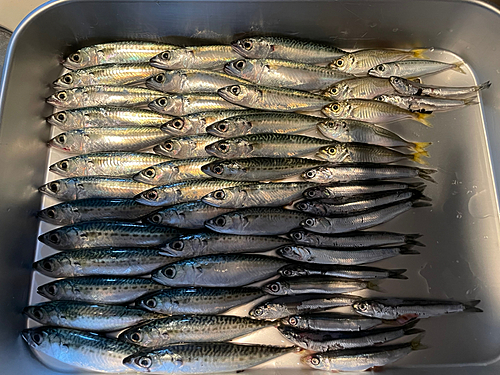 サバの釣果