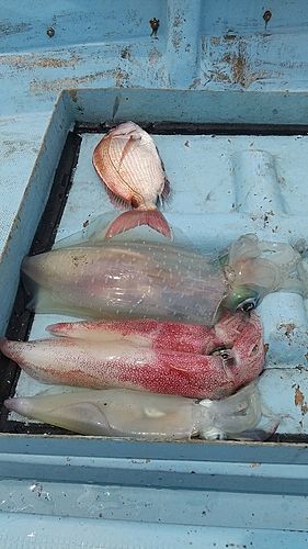 アオリイカの釣果