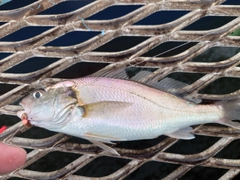 イシモチの釣果