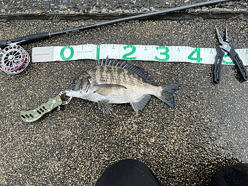 クロダイの釣果