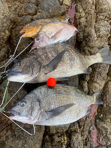 チヌの釣果