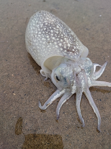 イカの釣果