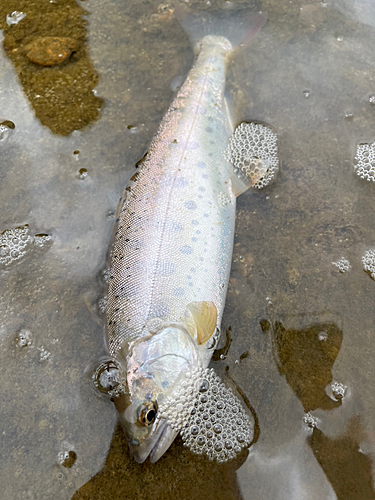 ヤマメの釣果