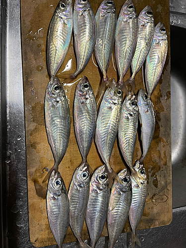 アジの釣果