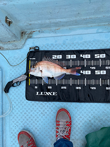 マダイの釣果