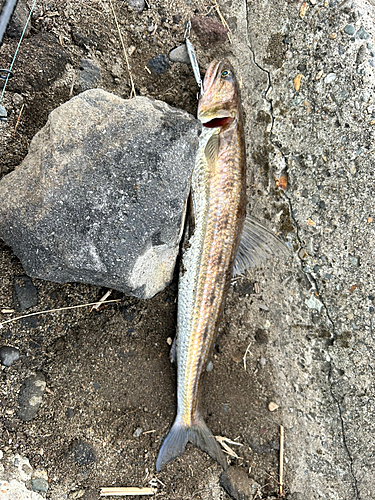 エソの釣果