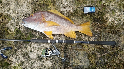 シブダイの釣果