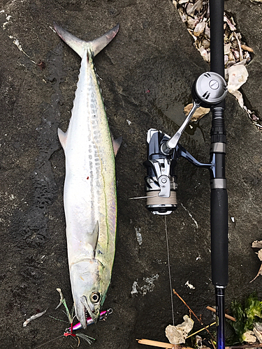 サゴシの釣果