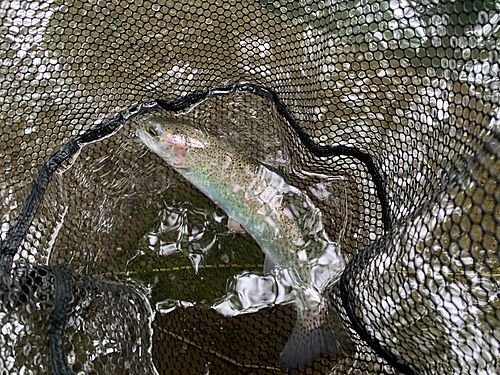 ニジマスの釣果