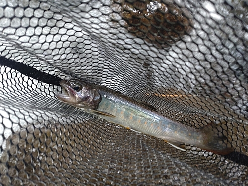 ニッコウイワナの釣果