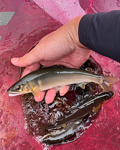 アユの釣果