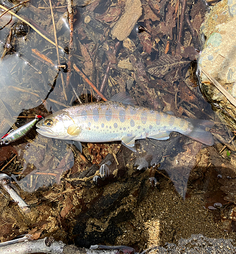 ヤマメの釣果