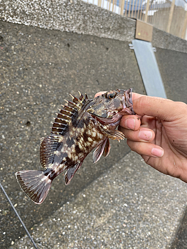 カサゴの釣果