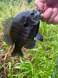 ブルーギルの釣果