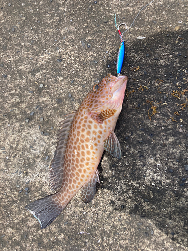 オオモンハタの釣果