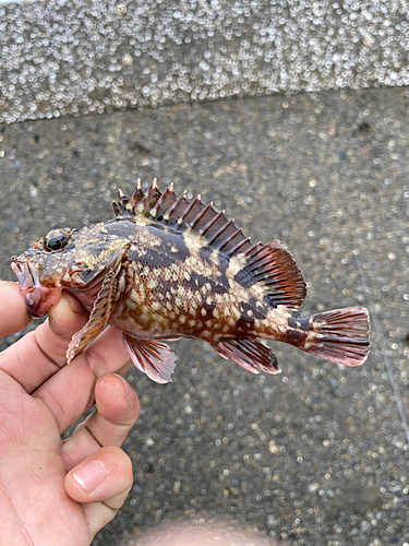 カサゴの釣果