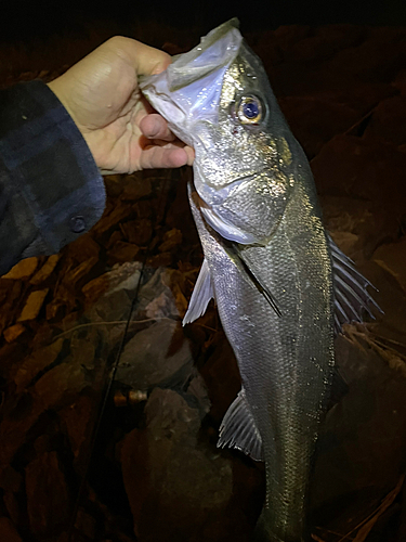 スズキの釣果