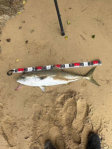 ブリの釣果