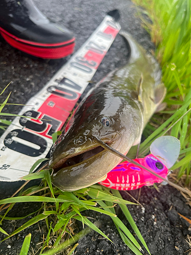 マナマズの釣果