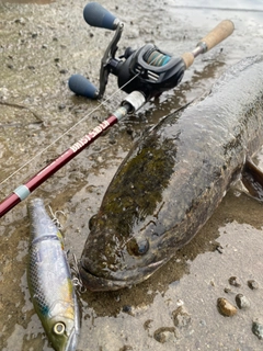 ライギョの釣果