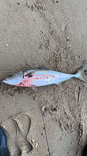 ハマチの釣果