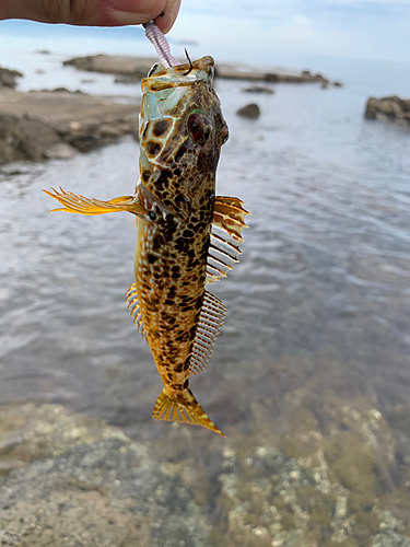 ハゼの釣果