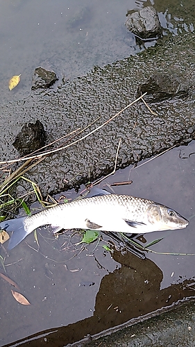 ニゴイの釣果