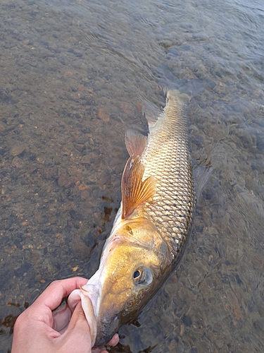 ニゴイの釣果