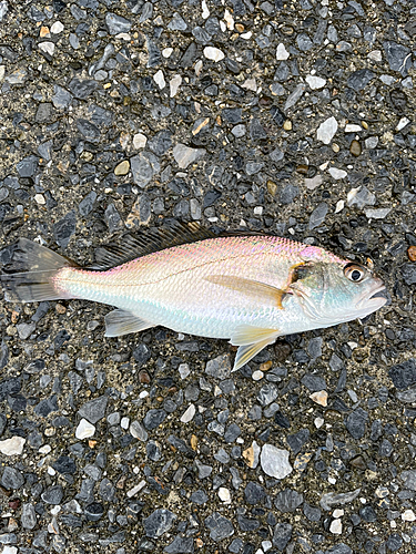 イシモチの釣果