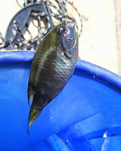 リボンスズメダイの釣果