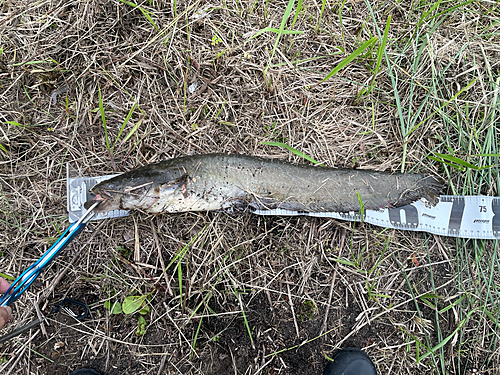 ナマズの釣果