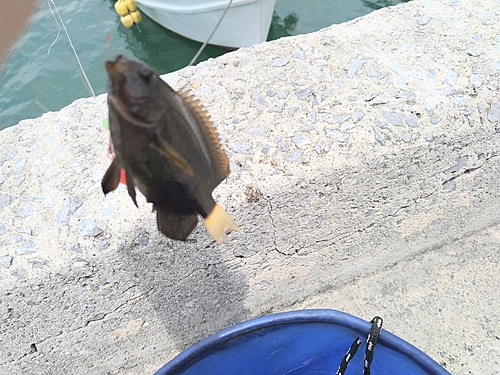 スズメダイの釣果