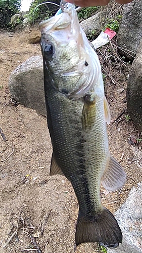 ブラックバスの釣果