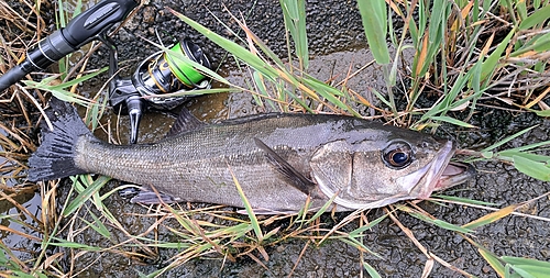 スズキの釣果