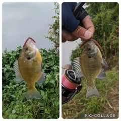 ブルーギルの釣果