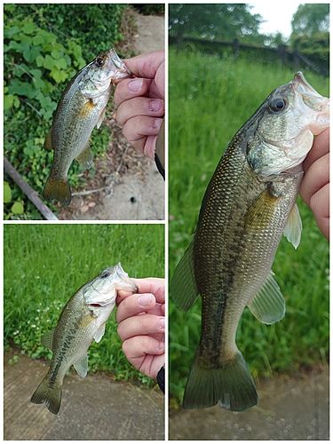 ブラックバスの釣果