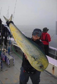 シイラの釣果