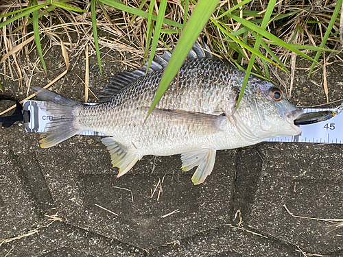 チヌの釣果