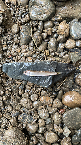 アユの釣果