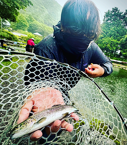 ニジマスの釣果