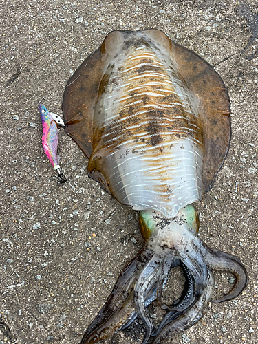 アオリイカの釣果