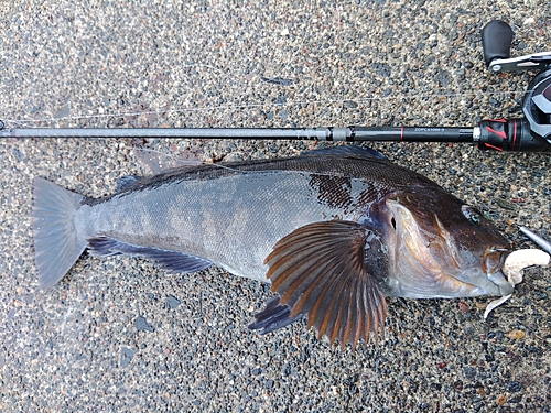 アイナメの釣果