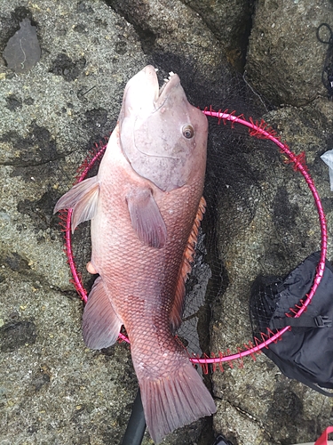 イシガキダイの釣果