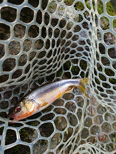 カワムツの釣果