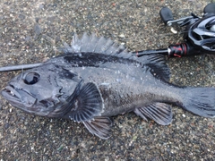 クロソイの釣果