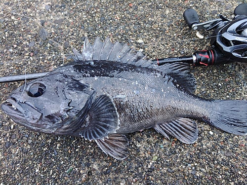 クロソイの釣果