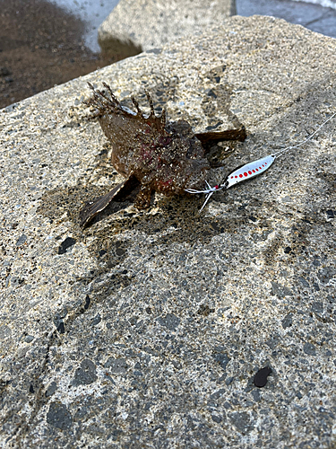 オニオコゼの釣果